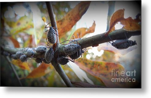 Bug Metal Print featuring the photograph Invasion by Renee Trenholm