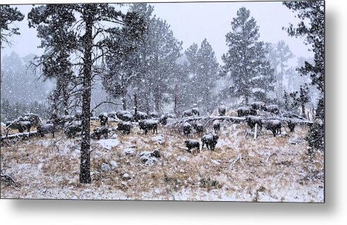 Bison Metal Print featuring the photograph January Snow by Donald J Gray