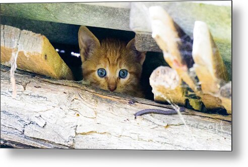 Cute Metal Print featuring the photograph Just Eyes by Milena Boeva