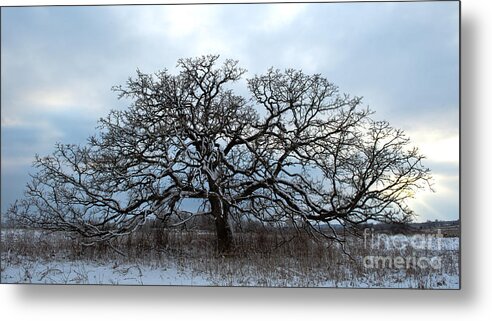 Oak Tree Metal Print featuring the photograph Lone Oak by Dan Hefle