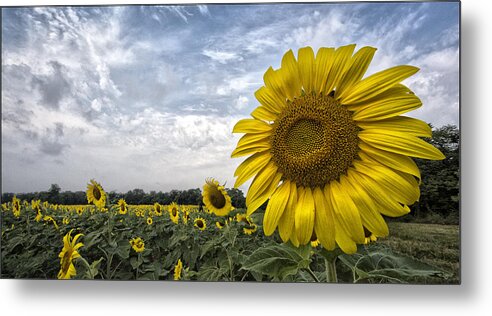 Helianthus Annuus Metal Print featuring the photograph Looking at the Sun by Robert Fawcett