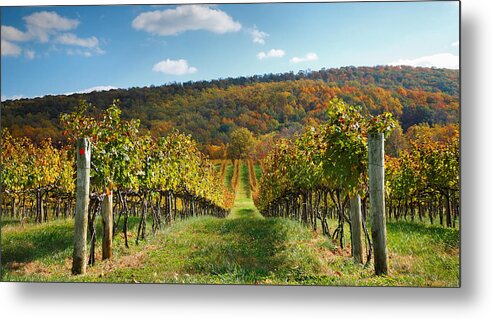 Vines Metal Print featuring the photograph Loudon County Vineyard I by Steven Ainsworth