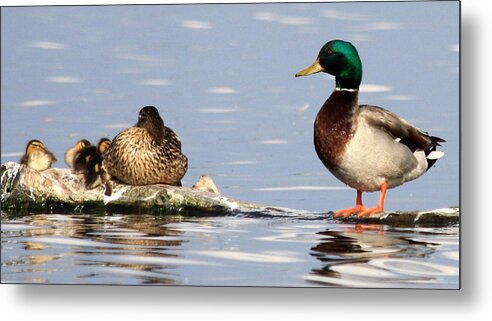 Family Metal Print featuring the photograph Mallard Family by Shane Bechler