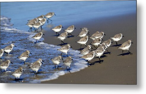 Sandpipers Metal Print featuring the photograph March Of The Sandpipers by Fraida Gutovich