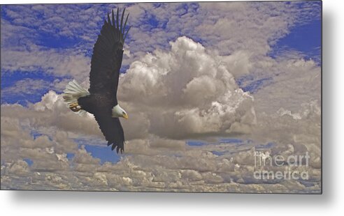 Eagle Metal Print featuring the photograph Master In Flight - Signed by J L Woody Wooden