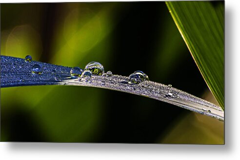 Nature Metal Print featuring the photograph Morning Dew On Grass Blade by Michael Whitaker