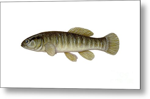 Mud Minnow Metal Print featuring the photograph Mud Minnow by Carlyn Iverson