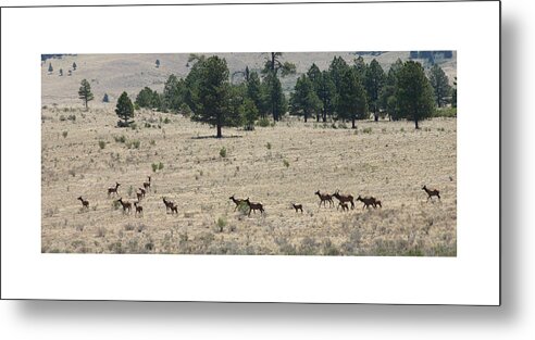 Wild Life Photography By Jack Pumphrey Metal Print featuring the photograph New Mexico Elk Herd by Jack Pumphrey