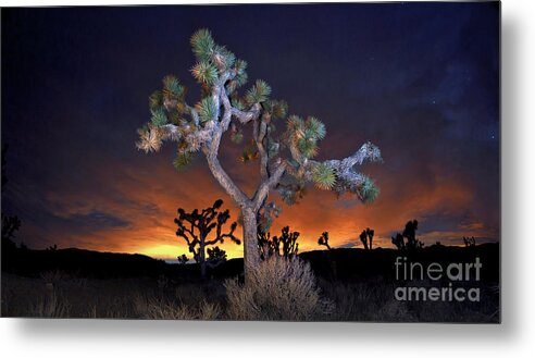 Trees Metal Print featuring the photograph Night Bloom by Marco Crupi