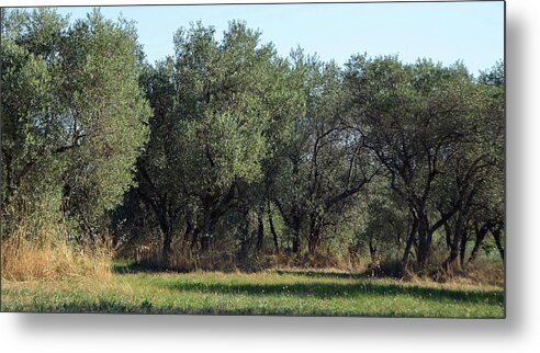 Olive Metal Print featuring the photograph Olive Trees of Provence by Carla Parris