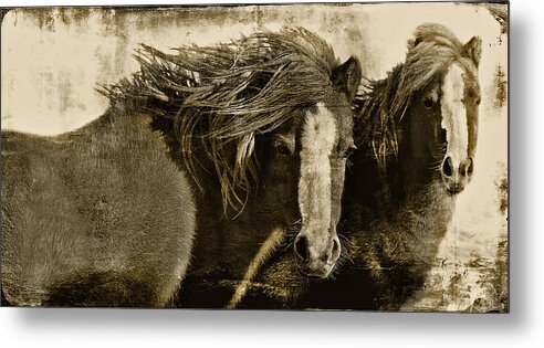 Pony Metal Print featuring the photograph Winds of Time by Amanda Smith