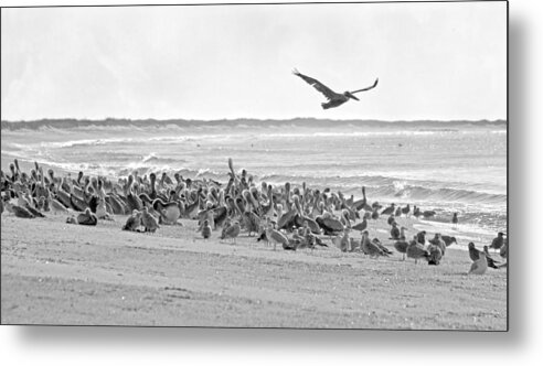 Pelican Metal Print featuring the photograph Pelican Convention by Betsy Knapp