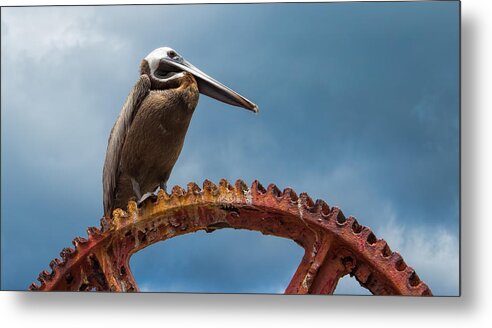 Pelican Metal Print featuring the photograph Pelican in St. Croix by Craig Bowman