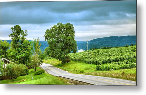 Vines Metal Print featuring the photograph Roadside Vineyard by Steven Ainsworth
