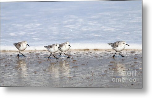 Sandpipers Metal Print featuring the photograph Sandpipers 3467 by Jack Schultz