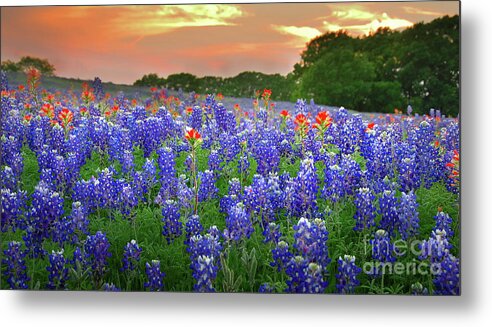 Spring Metal Print featuring the photograph Springtime Sunset in Texas - Texas Bluebonnet wildflowers landscape flowers paintbrush by Jon Holiday