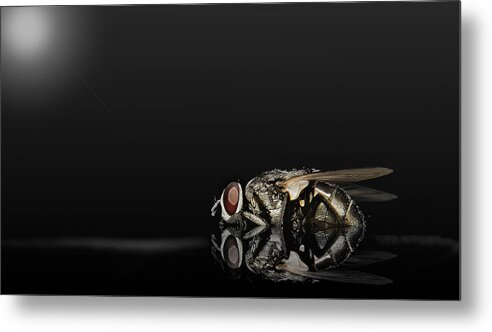 Flies Metal Print featuring the photograph Super Flies 01 by Kevin Chippindall