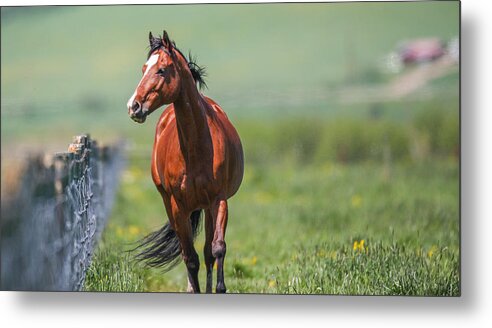 Horse Metal Print featuring the photograph Sydney Trot by Kevin Dietrich