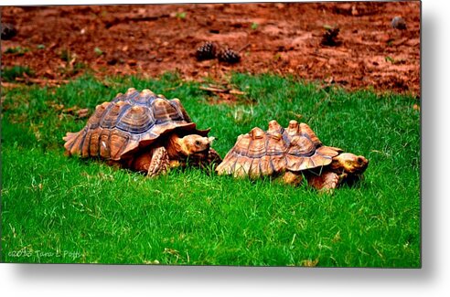 African Spur Tortoise Metal Print featuring the photograph The Chase is On by Tara Potts