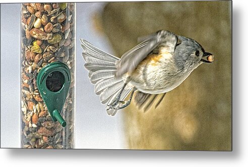 Tit Metal Print featuring the photograph Titmouse In Flight With A Nut by Constantine Gregory