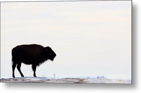 Buffalo Metal Print featuring the photograph Top Of The Ridge by Donald J Gray