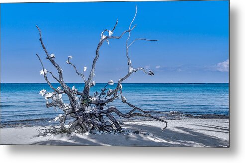 Conch Shell Metal Print featuring the photograph Twisted by Phil Abrams