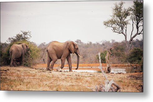 Scenics Metal Print featuring the photograph Two Large Elephants Approaching A by Wundervisuals