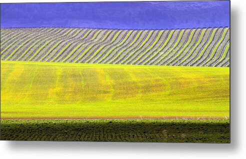 Vineyards Metal Print featuring the photograph Vineyards by Rebecca Cozart
