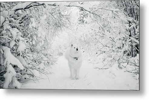 Samoyed Metal Print featuring the photograph Walking in a Winter Wonderland by Valerie Pond