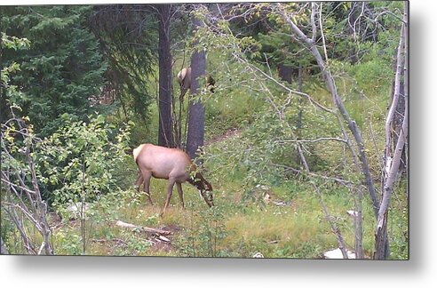 Lanscape Metal Print featuring the photograph Young Elk Grazing by Fortunate Findings Shirley Dickerson