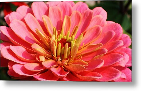Flora Metal Print featuring the photograph Petals of Pink #1 by Bruce Bley