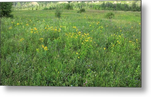 Flowers Metal Print featuring the photograph Alberta summer meadow by Jim Sauchyn