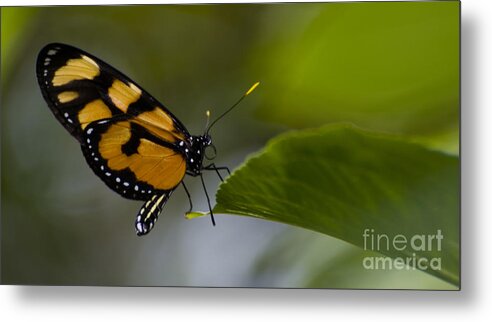 Butterfly Metal Print featuring the photograph Balancing Act by Heather Applegate