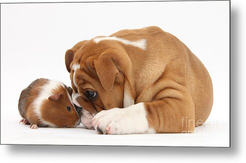 Nature Metal Print featuring the photograph Bulldog Pup And Guinea Pig by Mark Taylor