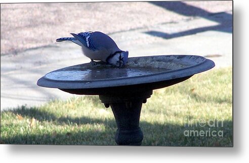 Blue Jay Metal Print featuring the photograph Frustration by Dorrene BrownButterfield