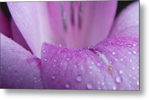 Flower Metal Print featuring the photograph Gladiolus Illuminated by Stacy Michelle Smith