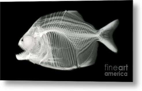 Science Metal Print featuring the photograph Red-bellied Piranha by Ted Kinsman