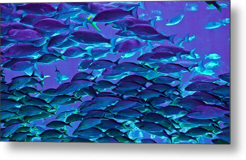Fish Metal Print featuring the photograph School Daze by DigiArt Diaries by Vicky B Fuller