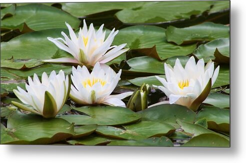 Nature Metal Print featuring the photograph Serenity by Bruce Bley