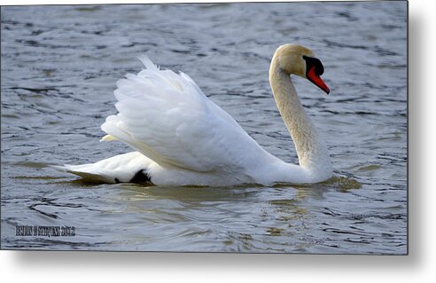 Swans Metal Print featuring the photograph Starboard by Brian Stevens