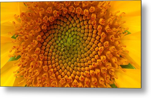 Sunflower Metal Print featuring the photograph Sunflower Swirl by Stacy Michelle Smith