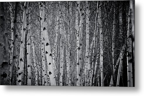 Silver Birch Metal Print featuring the photograph Tate Modern Trees by Lenny Carter