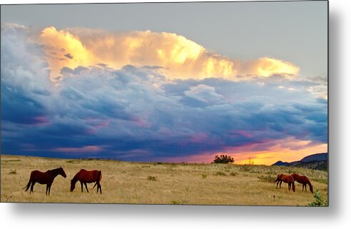 Storm Metal Print featuring the photograph Horses On The Storm Panorama by James BO Insogna