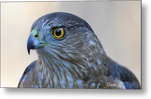  Metal Print featuring the photograph Sharp-shinned Hawk #1 by Diane Giurco