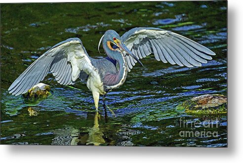 Bird Metal Print featuring the photograph TriColor Hunting #2 by Larry Nieland