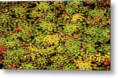 Nature Metal Print featuring the photograph A Botanical Mosaic by Robert Mitchell