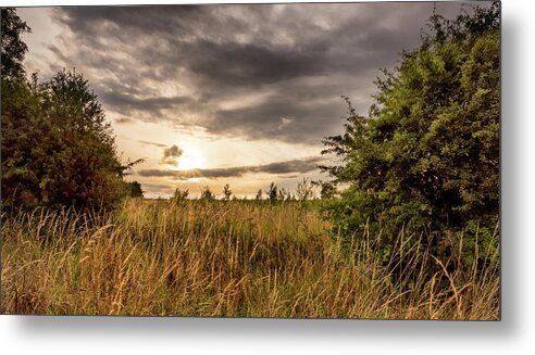 Grass Metal Print featuring the photograph Across Golden Grass by Nick Bywater