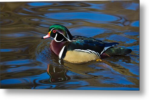 Wood Duck Metal Print featuring the photograph Afternoon Swim by Randy Hall