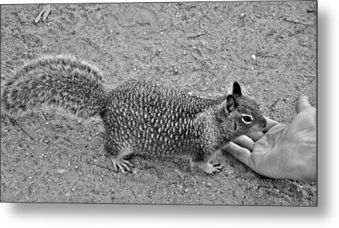Squirrel Metal Print featuring the photograph Any Lunch by Vijay Sharon Govender