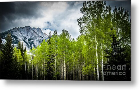 Aspen Trees Metal Print featuring the photograph Aspen Trees Canadian Rockies by Blake Webster